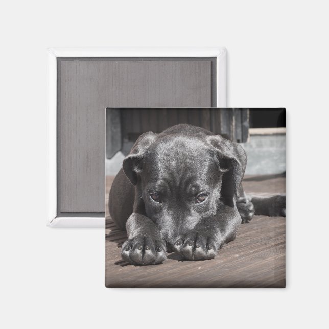 Imã Bela Trevo, Grande Dane Puppy (Front/Back)