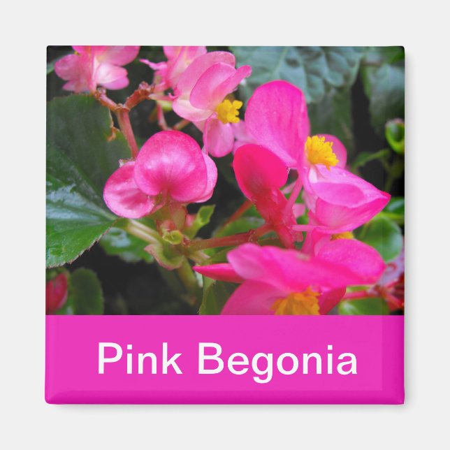 Imã belas flores de begônia rosa (Frente)