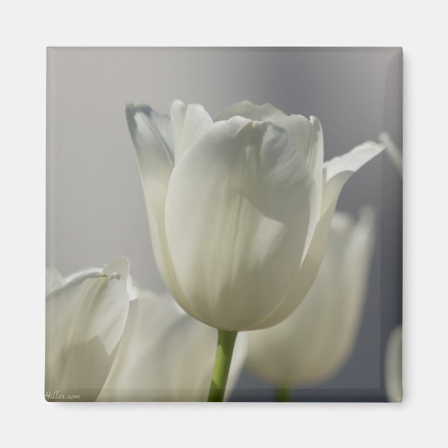 Imã Belas Tulipas Brancas de Primavera (Frente)