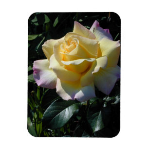 Ímã Beleza amarela do jardim de rosas da paz