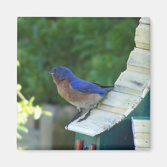 Imã Beleza Bird (Frente)