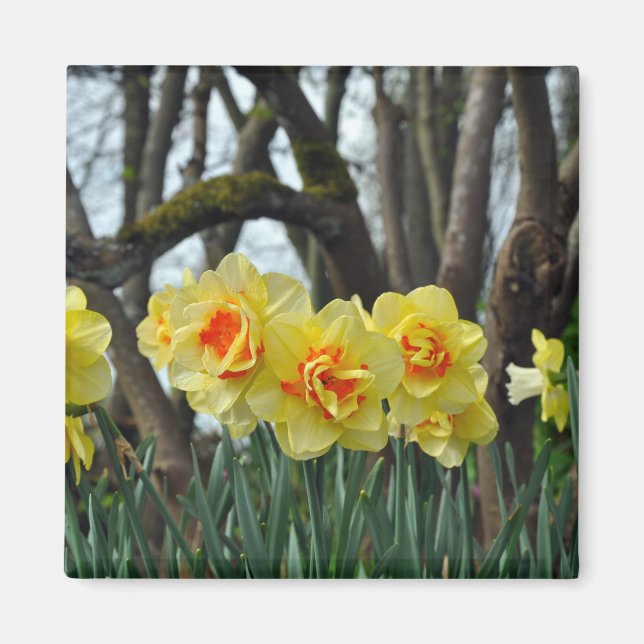 Imã Beleza daffodil amarela (Frente)