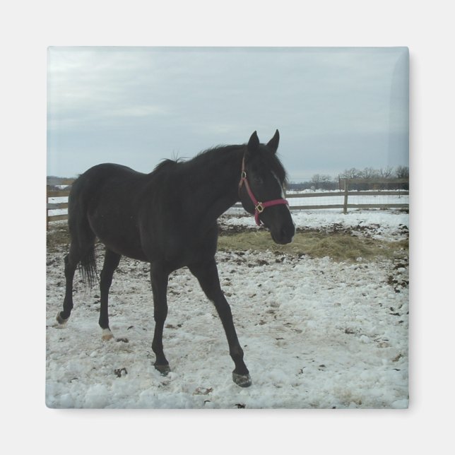 Imã Beleza de Black Stallion (Frente)