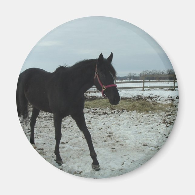Imã Beleza de Black Stallion (Frente)