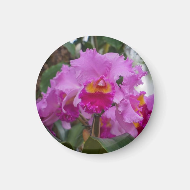 Imã Beleza de Orquídea (Frente)