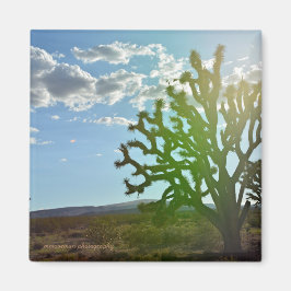 Imã Beleza do Deserto