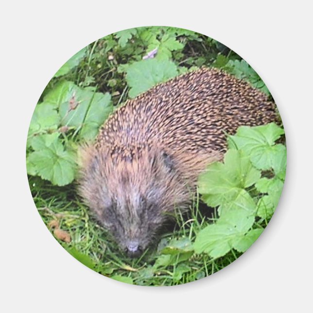 Imã Beleza Dormindo (Frente)