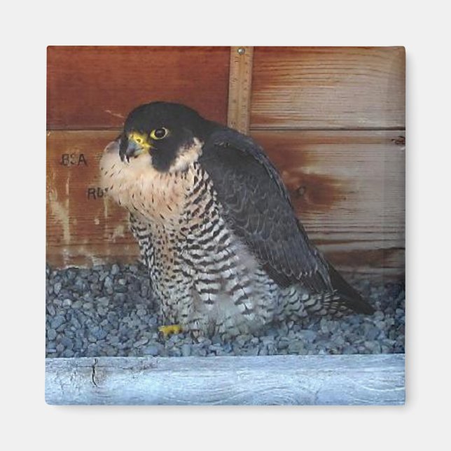 Imã Beleza Magnet (Frente)