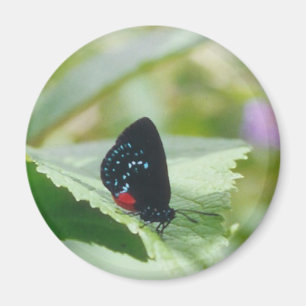 Imã Beleza preta - borboleta de Atala - ímã