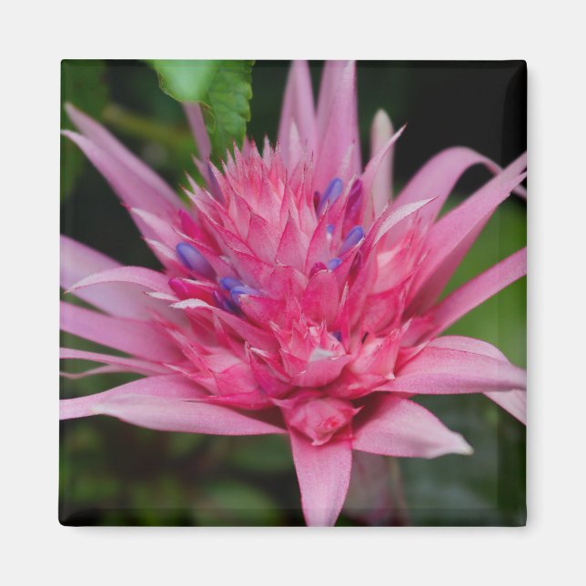 Imã Beleza Rosa (Frente)