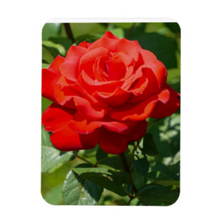 Ímã Beleza Rosa
