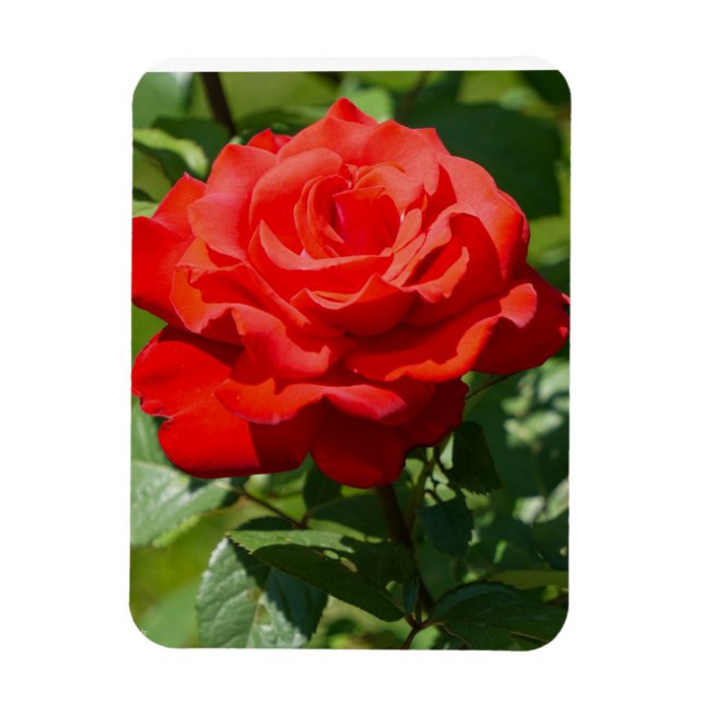 Ímã Beleza Rosa (Vertical)