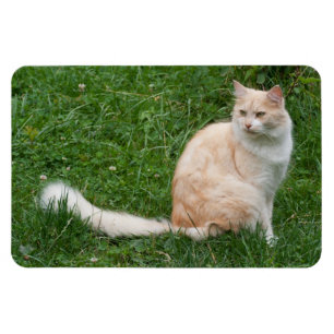 Ímã Beleza Vermelha