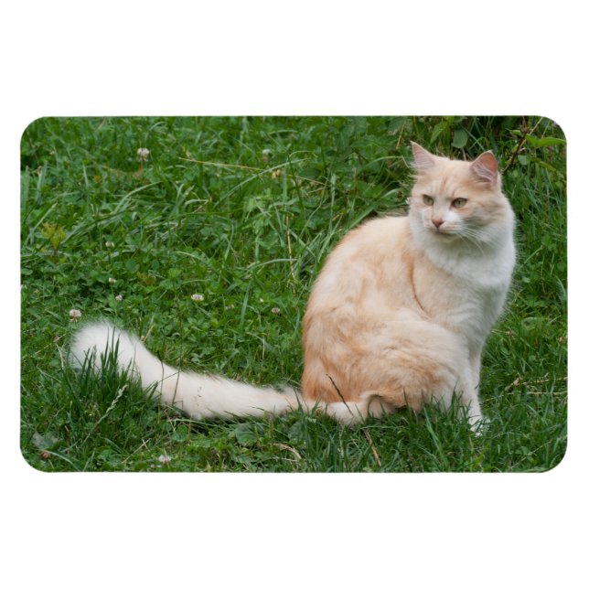 Ímã Beleza Vermelha-Luz (Horizontal)