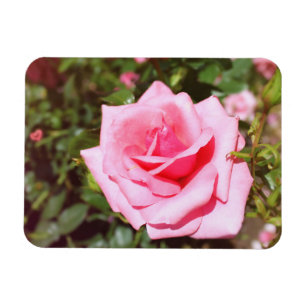 Ímã belíssima flor de rosa cor-de-rosa com corações do