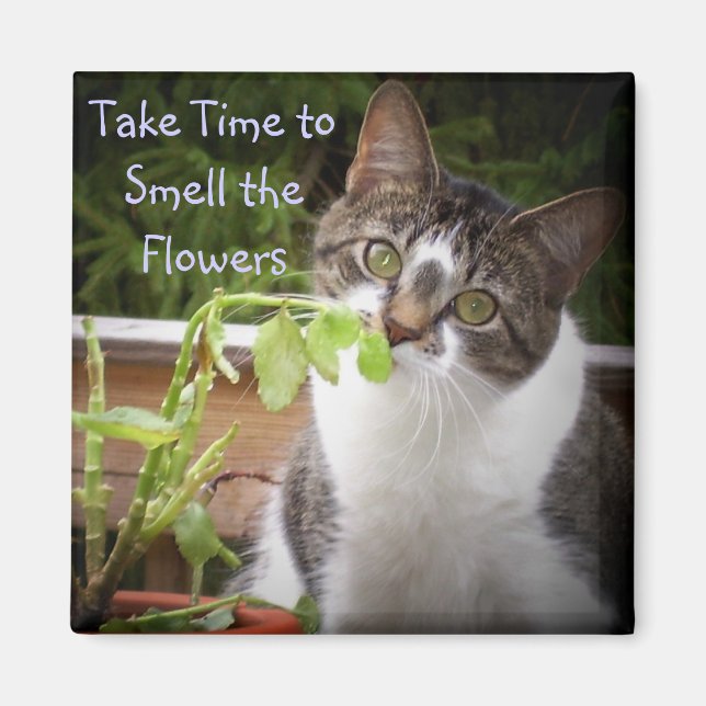 IMÃ "BELLA" (Frente)