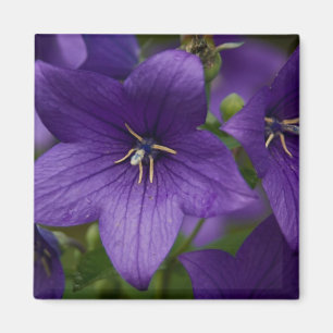 Imã Bellflower chinês