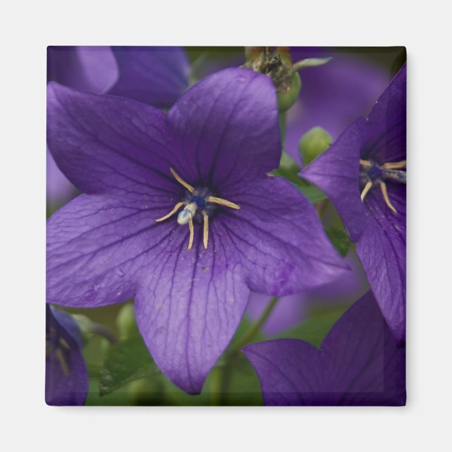 Imã Bellflower chinês (Frente)