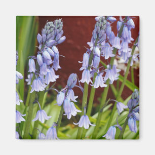Imã Bellflowers na frente de uma parede vermelha