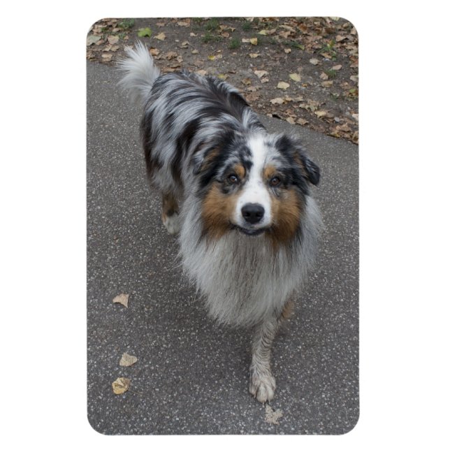 Ímã Belo Aussie multicolor (Vertical)