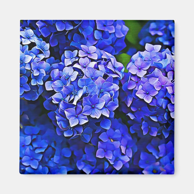 Imã Belo Blue Hydrangea Flowers Floral Art Magnet (Frente)