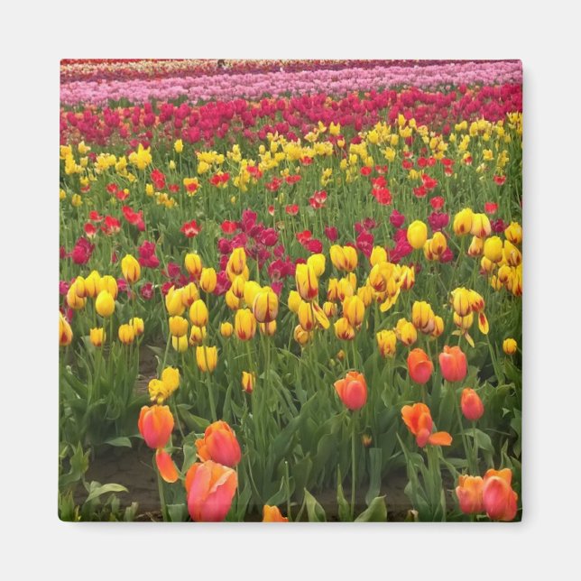Imã Belo Campo de Tulip, Oregon (Frente)