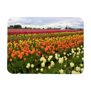 Ímã Belo Campo de Tulip, Oregon