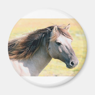 Imã Belo cavalo