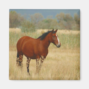 Imã Belo Cavalo