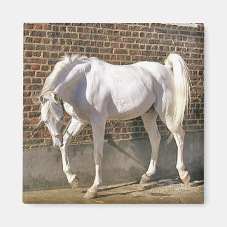 Imã Belo Cavalo Árabe Branco