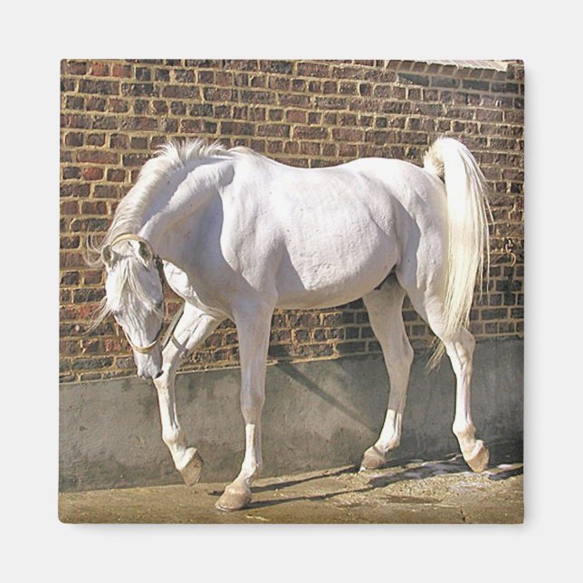 Imã Belo Cavalo Árabe Branco (Frente)