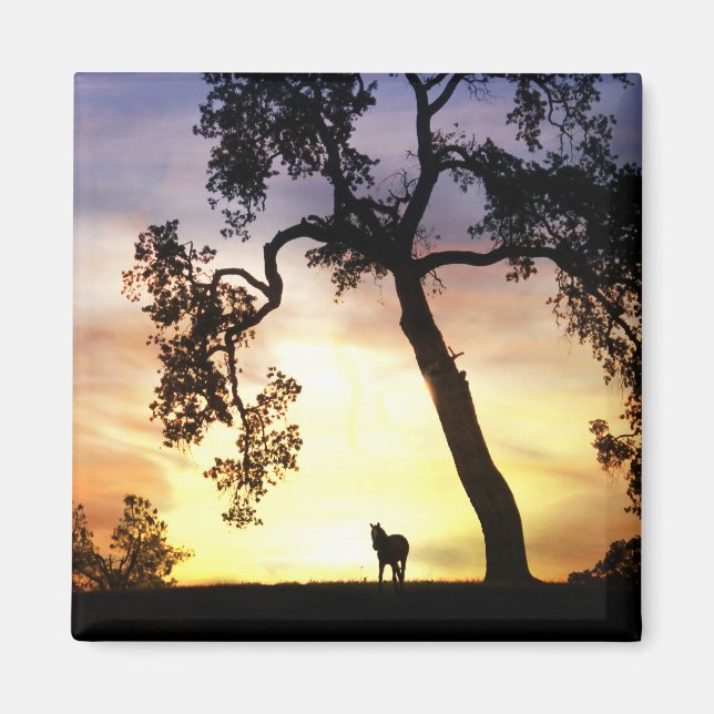 Imã Belo cavalo no ímã sunset (Frente)