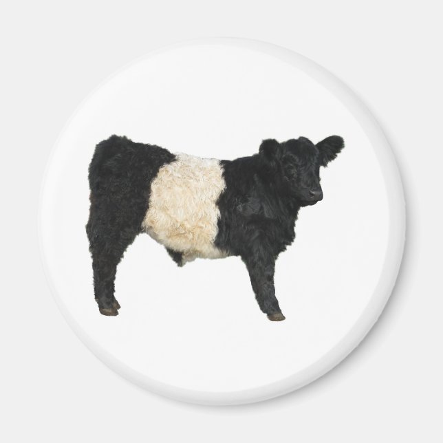 Imã Belo Cutout Galloway Steer Galloway (Frente)