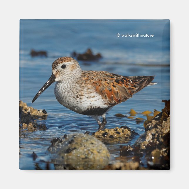 Imã Belo Dunlin Shorebird na praia (Frente)