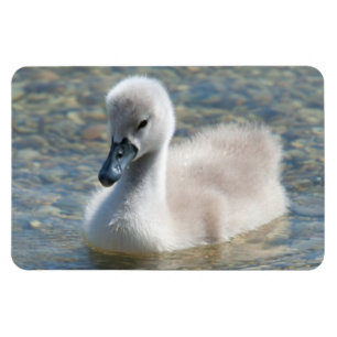 Ímã Belo Duque de Mute Swan