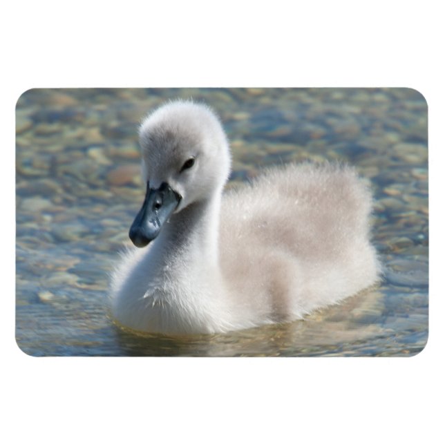 Ímã Belo Duque de Mute Swan (Horizontal)