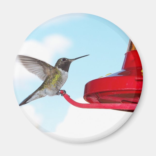 Imã Belo Hummingbird e alimentador de ímã (Frente)