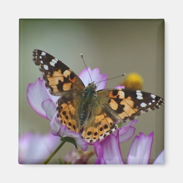 Imã Belo ímã de borboleta (Frente)