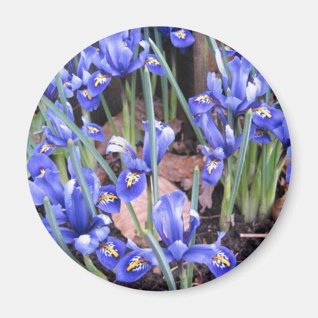 IMÃ BELO IRIS (Frente)