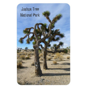 Ímã Belo Joshua Tree Premium Magnet!