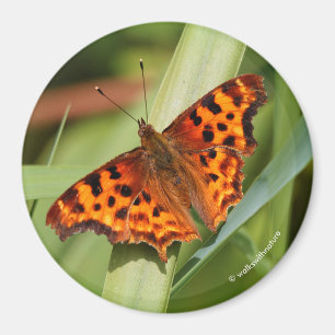 Imã Belo Laranja Satyr Comma Butterfly