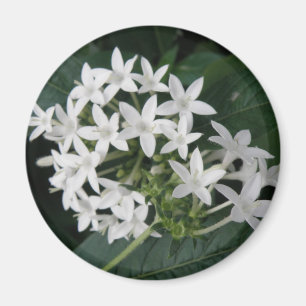 Imã Belo Magnet de Flores Tropicais Brancas