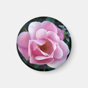 Imã Belo Magnete Rosa Rosa