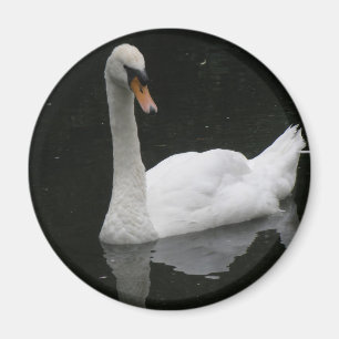 Imã Belo Magneto de Swan Branco
