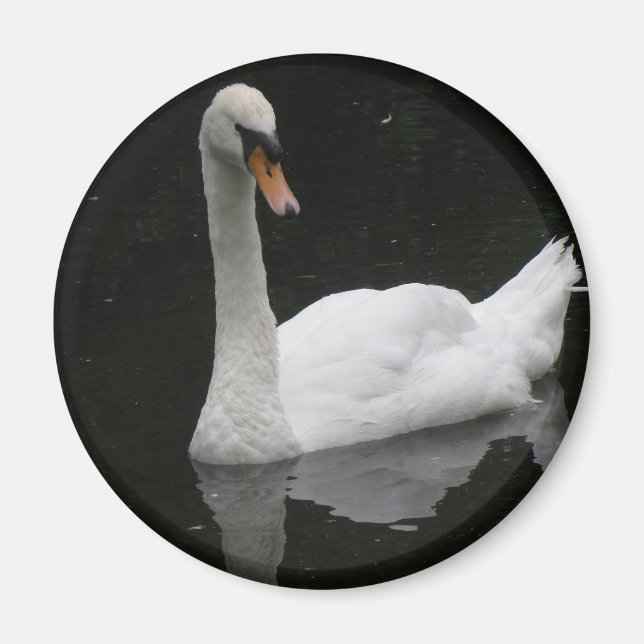 Imã Belo Magneto de Swan Branco (Frente)