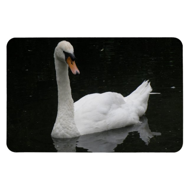 Ímã Belo Magneto Premium Swan Branco (Horizontal)