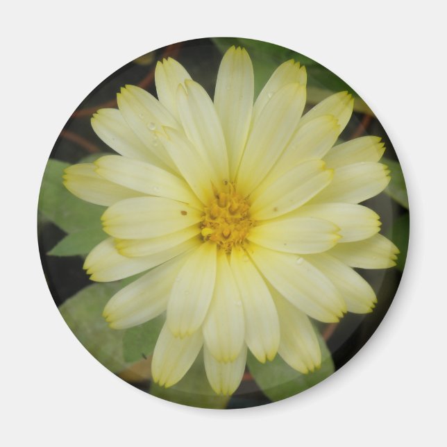 Imã Belo Marigold Magnet (Frente)