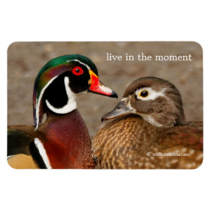 Ímã Belo Momento Tocante Entre Patos De Madeira