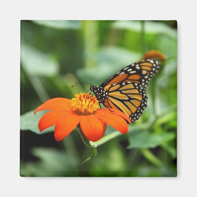Imã Belo Monarca Borboleta em Flor Magnet (Frente)