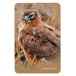 Ímã Belo Norte Harrier Hawk no pântano